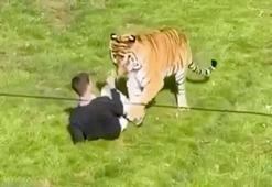 Bengal kaplanının bölümüne girdi... Hayvanat bahçesinde kan donduran dehşet kamerada