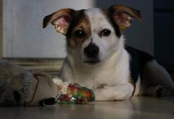 Köpek sahiplerine vergi yükü: Yıllık ücret 1660 euroya kadar çıkıyor