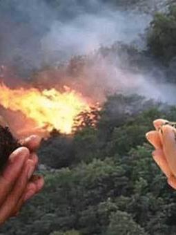 Orman yangını sonrası fidan dikmek neden doğru bir davranış değil?