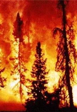Doğa İçin: Orman yangınlarını önlemek için neler yapılabilir?
