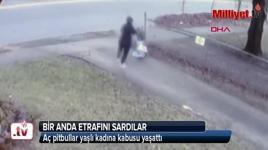 Aç pitbullar yaşlı kadına kabusu yaşattı