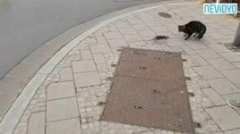 İşte gerçek hayattaki 'Tom ve Jerry'