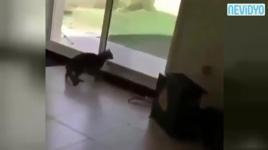 Şaşkın kedi yine yaptı yapacağını
