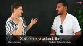 Sivilcelere iyi gelen bitkiler?