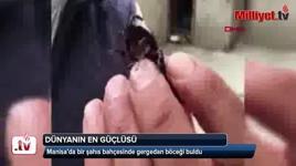 Bahçesinde buldu, dünyanın en güçlüsü