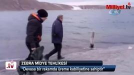 Aygır Gölü’nde zebra midye tehlikesi