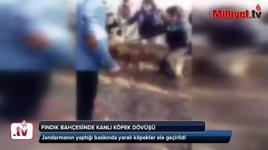 Fıstık bahçesinde kanlı köpek dövüşü