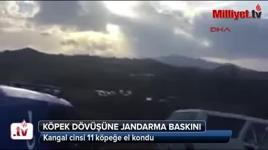 Köpek dövüşüne jandarma baskını