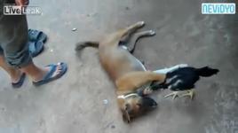 Köpeğin tavrı işin rengini değiştirdi