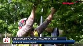 Aşerenler için 70 liradan satışta