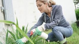 Sirkenin bahçede kullanımları