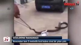Aracından 3 metrelik kral kobra çıktı