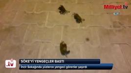 Söke’yi yengeçler bastı