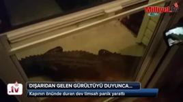 Kapının önünde dev bir timsahla karşılaştılar