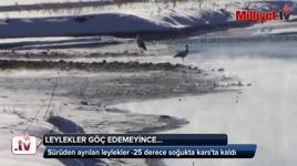 Leylekler göç edemeyince...