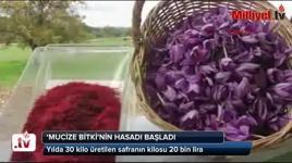'Mucize Bitki'nin hasadı başladı