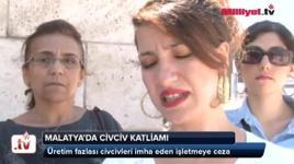 Malatya'da civciv katliamı
