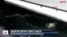 Datça'da şaşırtan şeffaf deniz canlısı