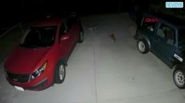 Kedi kendisine saldıran çakalları böyle kovaladı