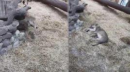 Nesli tükenmekte olan Asya Aslanı, 3 yavru doğurdu