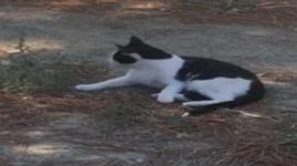  Kedi ile farenin oyunu kamerada