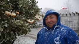 Kuşlar için ağaçlara ekmek asıyor