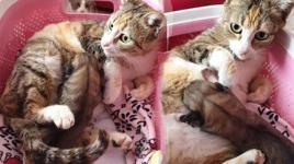 Anne kedi, yavru köpeği emzirdi