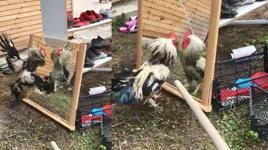 Aynada kendisini gördüğünü anlamayan horoz aynaya saldırdı!