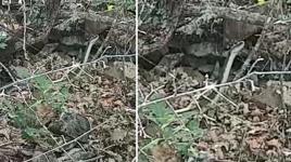 Karadeniz'i sardılar... 3 metre boyundaki yılan korku ve paniğe neden oldu!