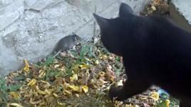 Kedinin fare ile ölüm kalım oyunu kamerada