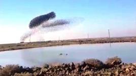 Sığırcık kuşlarının gökyüzündeki dansı görenleri hayran bıraktı 
