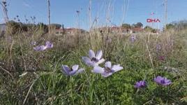 Datça'da anemonlar açtı