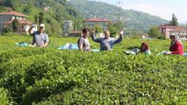 Karadeniz'e 'çay göçü' öncesi 'karantina' önerisi