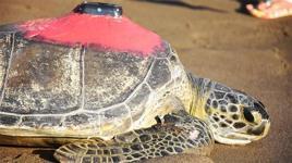 Uydudan izleniyor! 3 günde 30 kilometre gitti