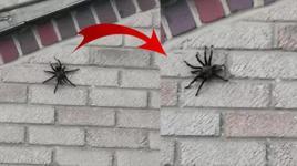 Tüylü dev tarantula videoda göründü! İlk anda şoke oldu
