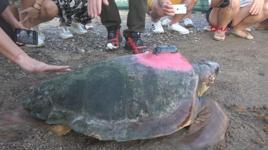 Antalya'da 4 caretta caretta denize bırakıldı