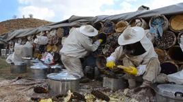 Bitlis'in yaylalarından sofraları tatlandıran lezzet: Karakovan balı
