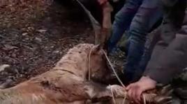 Kaçak avcılar, koruma altındaki yaban keçisini vurdu