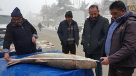 Erzincan'da yakalanan dev turna balığı görenleri şaşkına çevirdi!