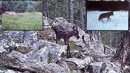 Samsun’da yaban hayatı fotokapana yakalandı