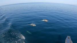 Gökçeada açıklarında kılıç balığı avı renkli görüntülere sahne oldu 