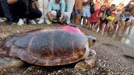  Tedavisi tamamlanan 30 yaşındaki kaplumbağa, uydu cihazı takılıp denize bırakıldı