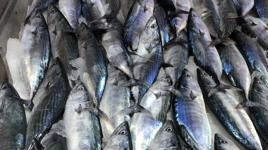 İstanbul'da sezonun ilk palamutları tezgaha çıktı