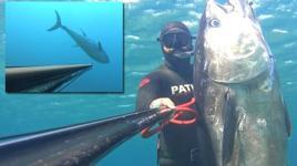 Zıpkınla 100 kiloluk orkinos avladı