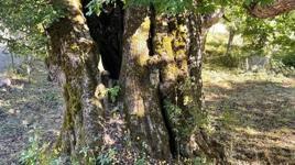Artvin’de bulunan dünyanın en yaşlı armut ağacında meyve hasadı yapıldı