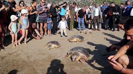 Deniz kaplumbağaları özgürlüğe kulaç attı
