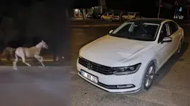 Başıboş at, bulvarda otomobile çarptı