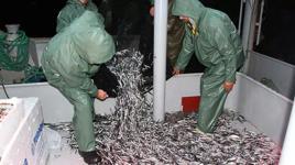 Karadeniz'de 'hamsi avı yasaklansın' çağrısı