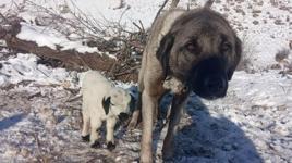 Kangal köpeği kuzunun süt annesi oldu