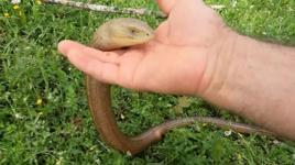 Herkesin yılan sandığı oluklu kertenkeleyi eliyle yakalayıp sevdi